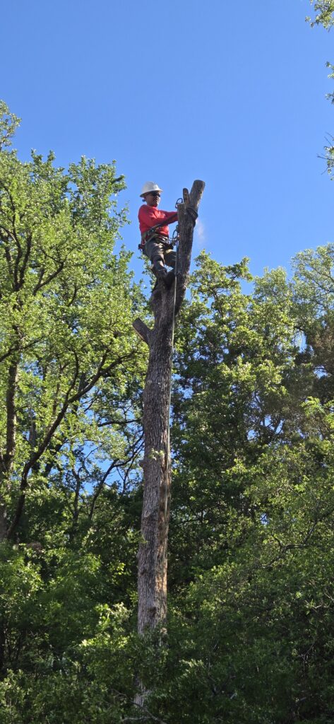 Tree removal service in Round Rock TX with arborist cutting tall tree safely